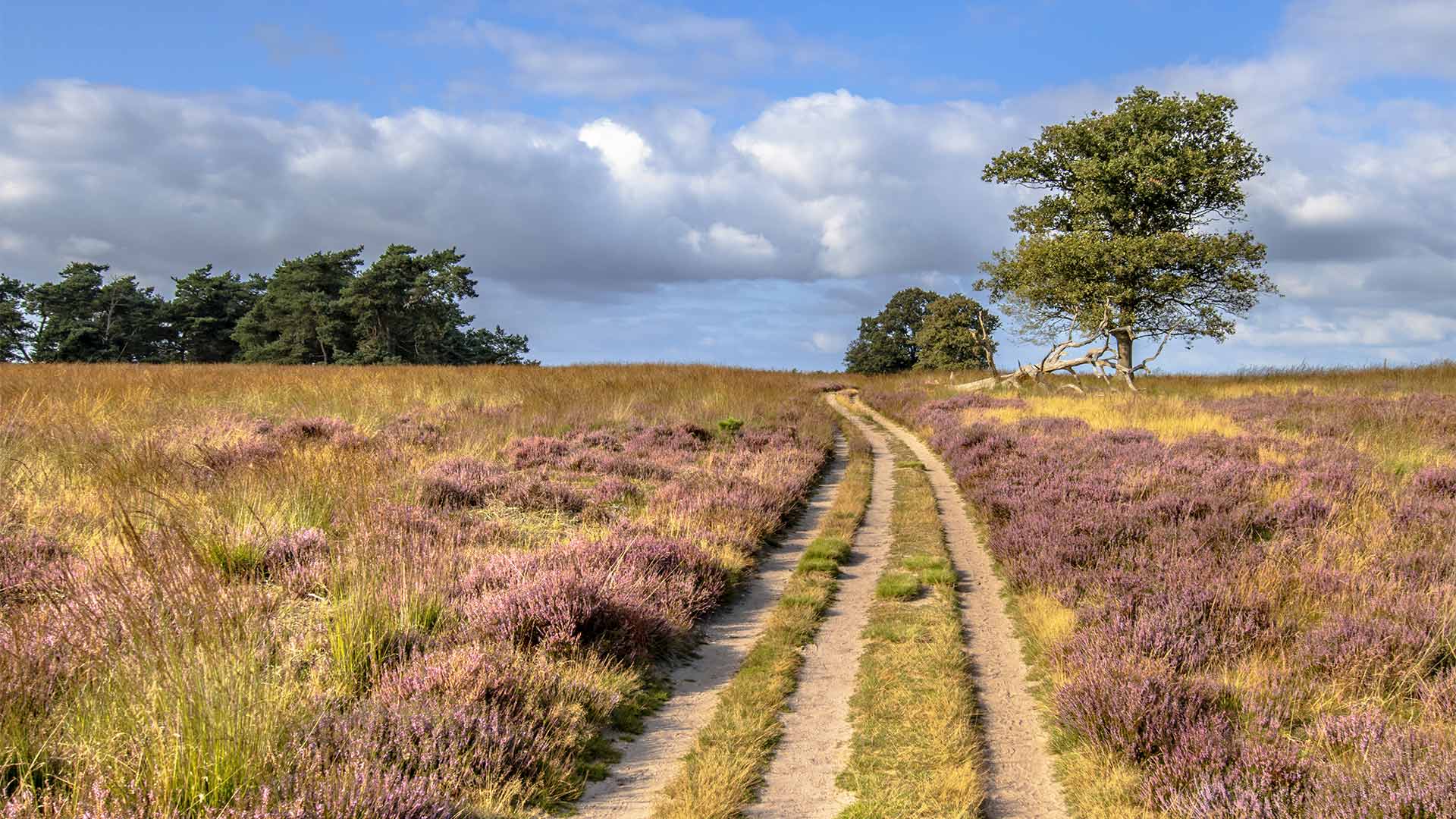 Leadership Escape Veluwe